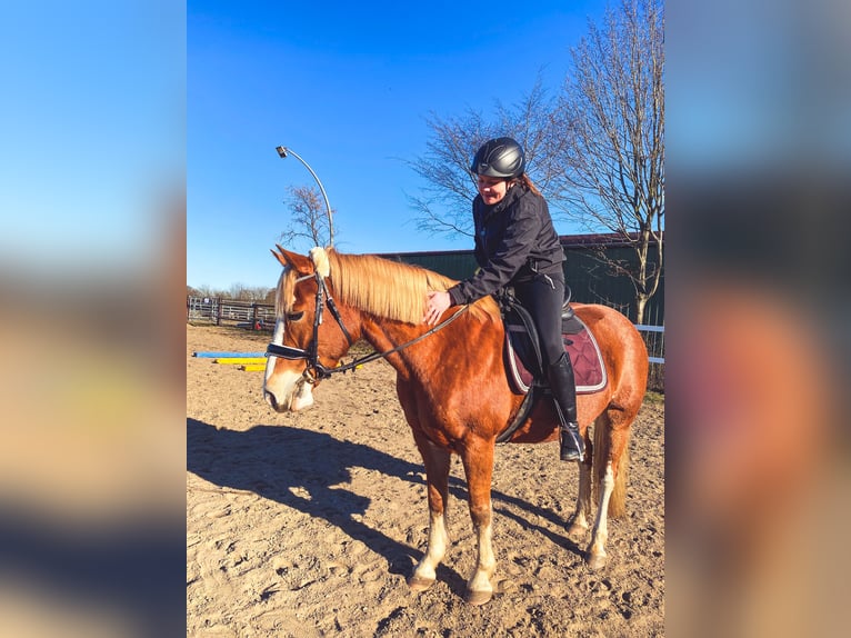 Haflinger Croisé Jument 14 Ans 148 cm Alezan in Schönberg