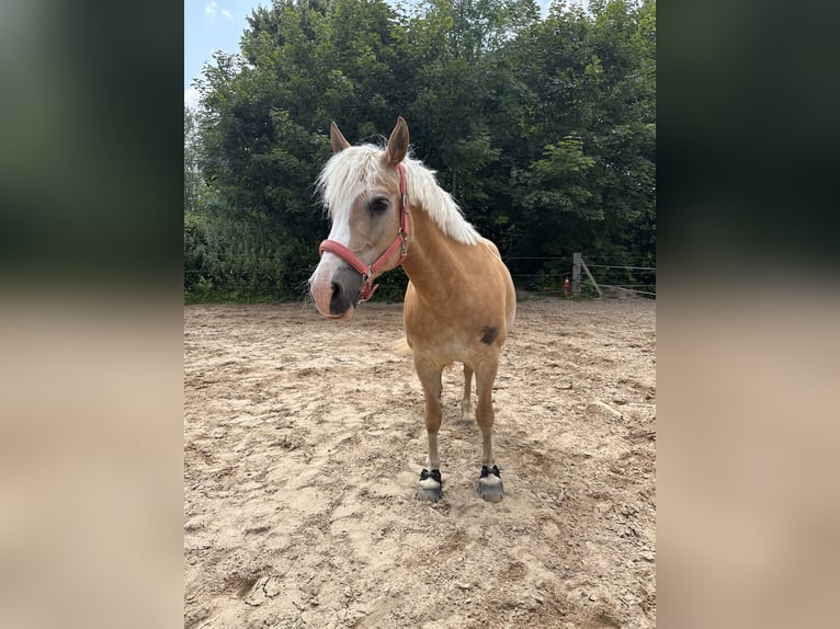 Haflinger Croisé Jument 14 Ans 148 cm  in Hameln