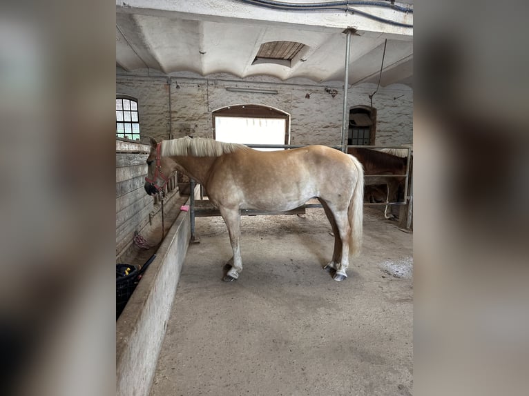 Haflinger Croisé Jument 14 Ans 148 cm  in Hameln