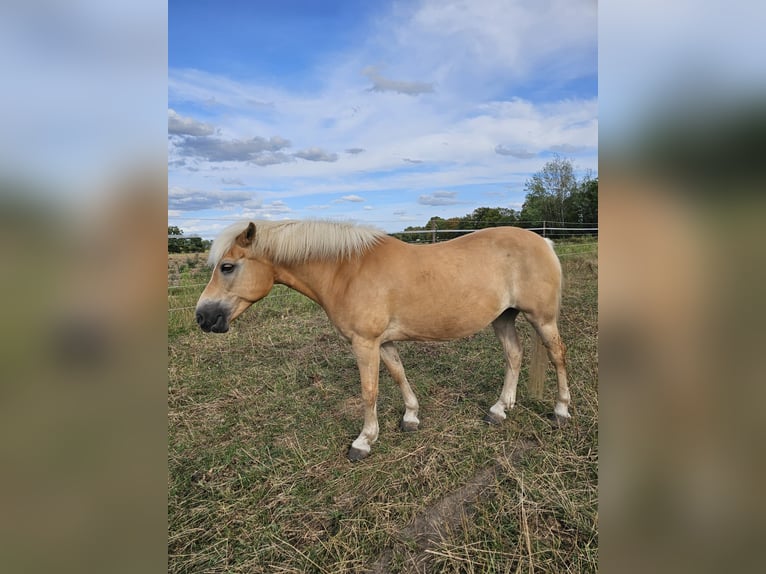 Haflinger Jument 14 Ans 150 cm Alezan in Uetze
