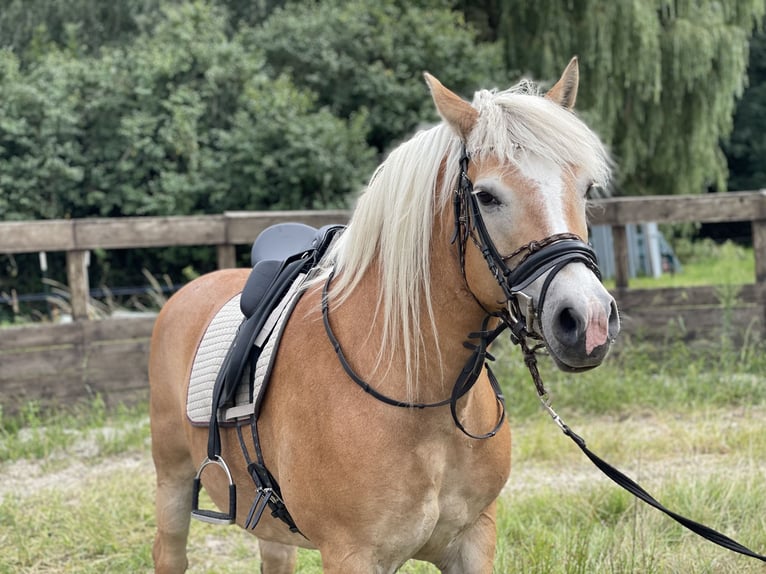 Haflinger Jument 14 Ans 150 cm Alezan in Trebbin