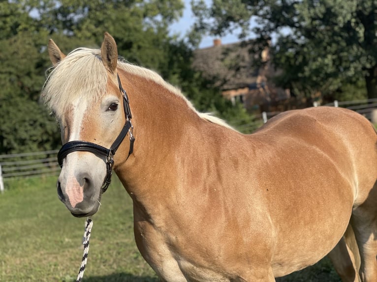 Haflinger Jument 14 Ans 150 cm Alezan in Trebbin