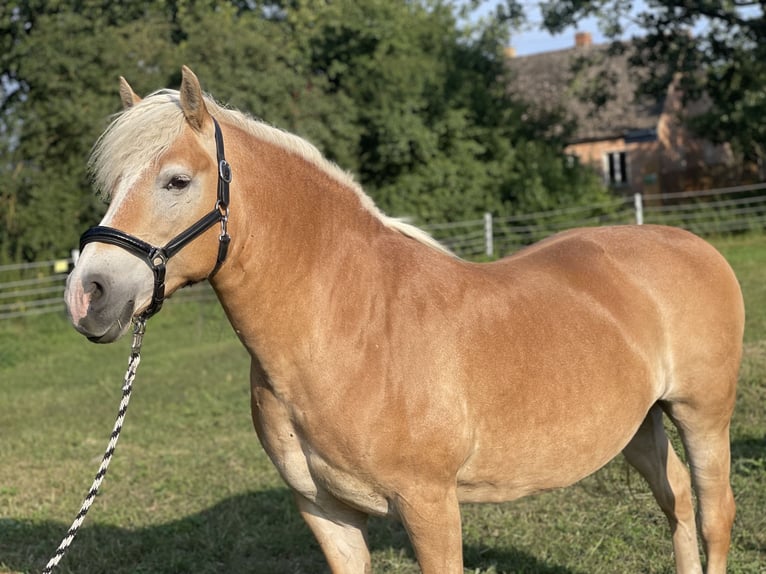 Haflinger Jument 14 Ans 150 cm Alezan in Trebbin