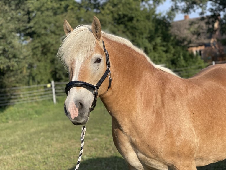 Haflinger Jument 14 Ans 150 cm Alezan in Trebbin