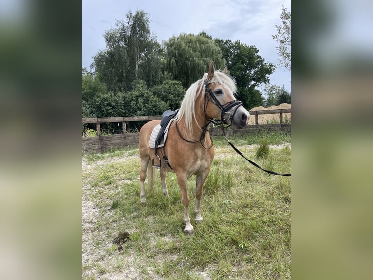 Haflinger Jument 14 Ans 150 cm Alezan in Trebbin