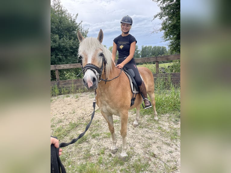 Haflinger Jument 14 Ans 150 cm Alezan in Trebbin