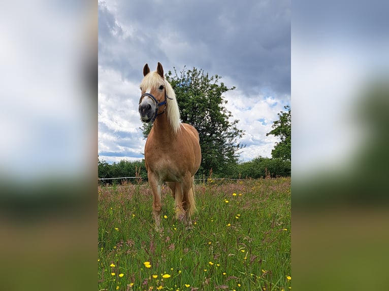 Haflinger Jument 14 Ans 151 cm Alezan in Großmaischeid