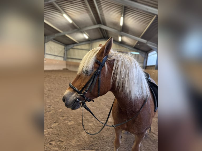 Haflinger Jument 14 Ans 153 cm Alezan brûlé in Rheinbach
