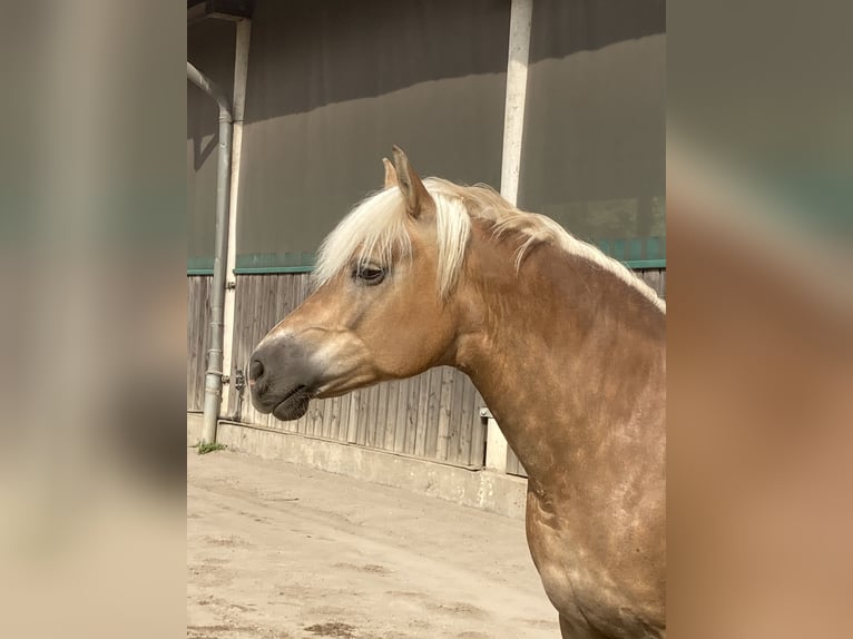 Haflinger Jument 14 Ans 156 cm Alezan in Duisburg