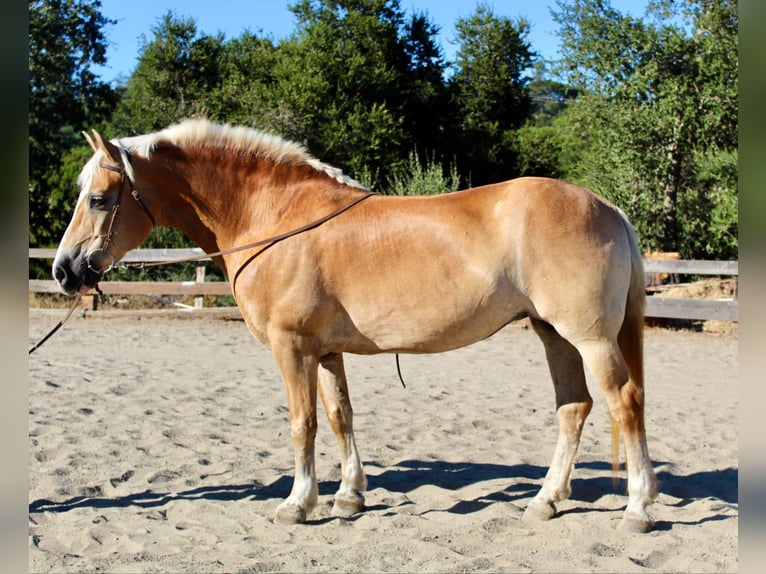Haflinger Jument 14 Ans Alezan brûlé in Bitterwater CA