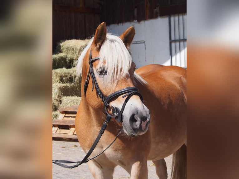 Haflinger Jument 14 Ans  in Günzburg