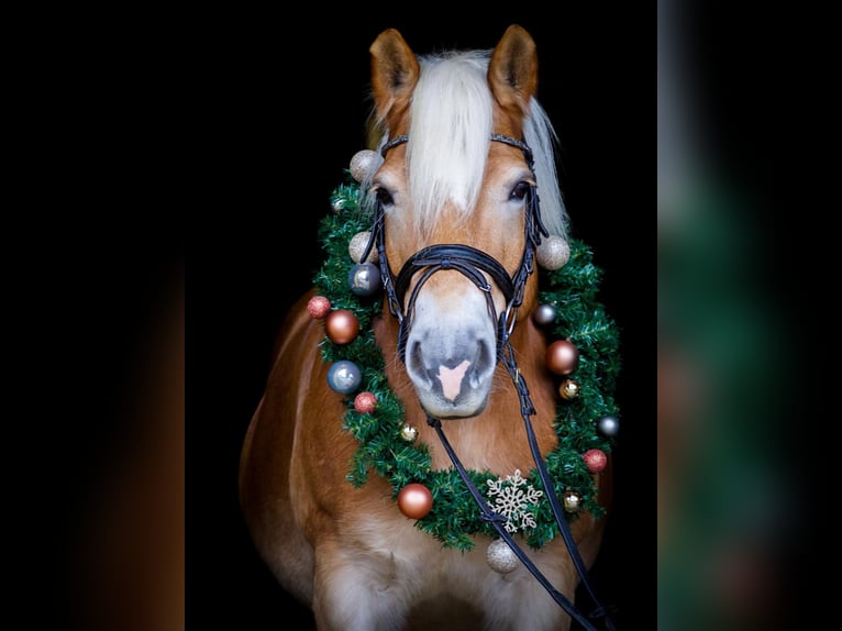Haflinger Jument 14 Ans  in Günzburg