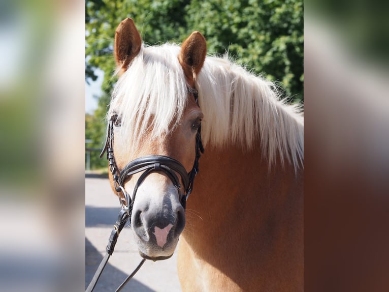 Haflinger Jument 14 Ans  in Günzburg