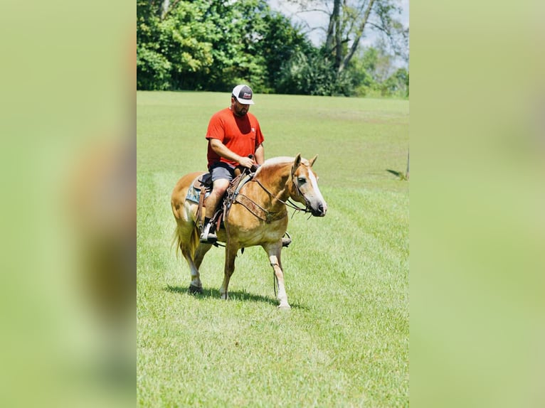 Haflinger Jument 14 Ans Palomino in Sonora