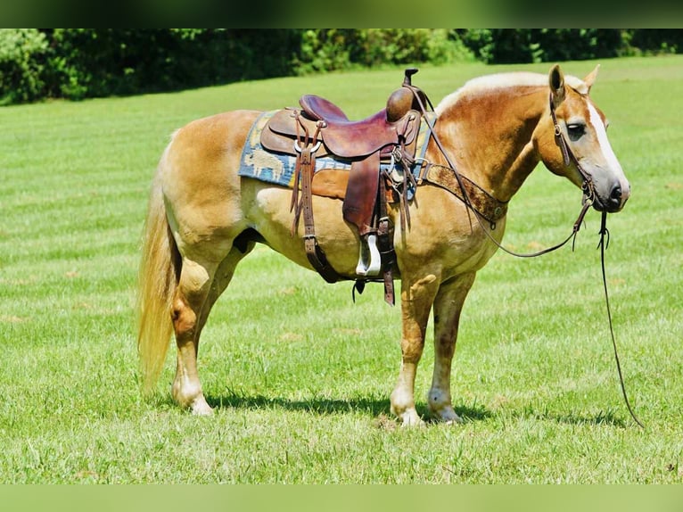 Haflinger Jument 14 Ans Palomino in Sonora