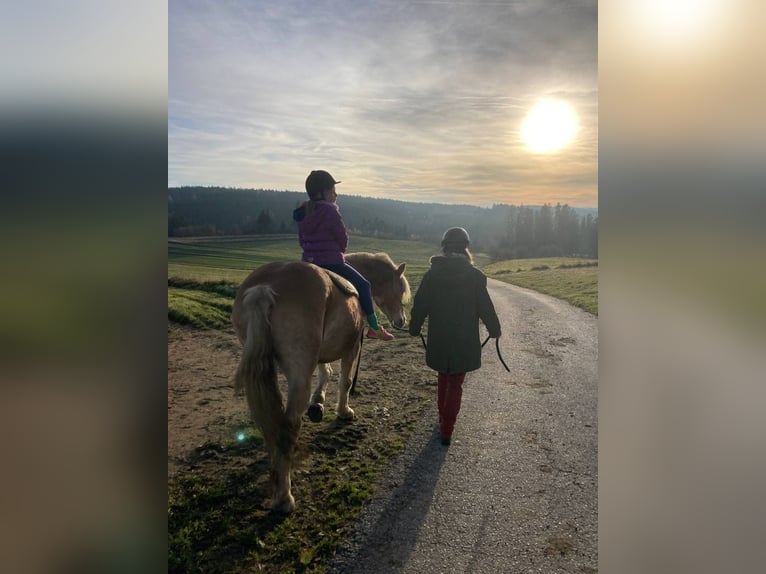 Haflinger Jument 15 Ans 145 cm Alezan in Loschberg