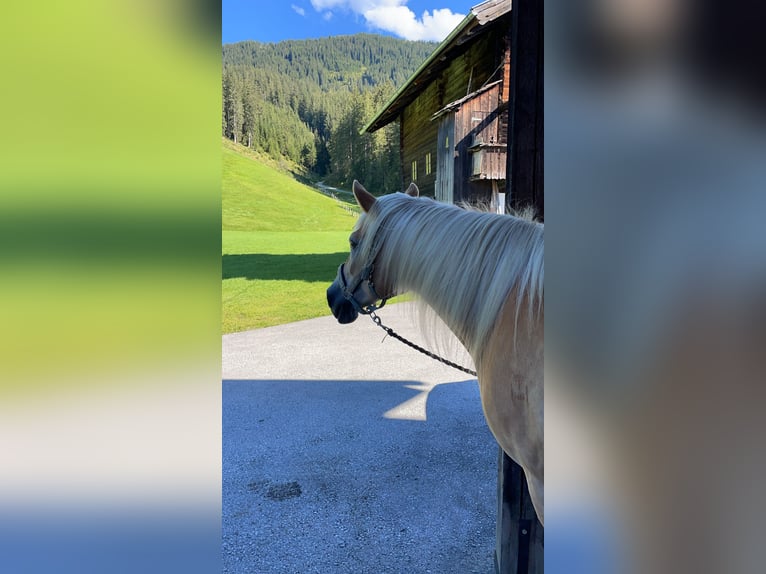 Haflinger Jument 15 Ans 149 cm in Mittersill