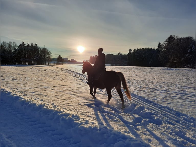 Haflinger Croisé Jument 15 Ans 150 cm Alezan brûlé in Obertrum am See