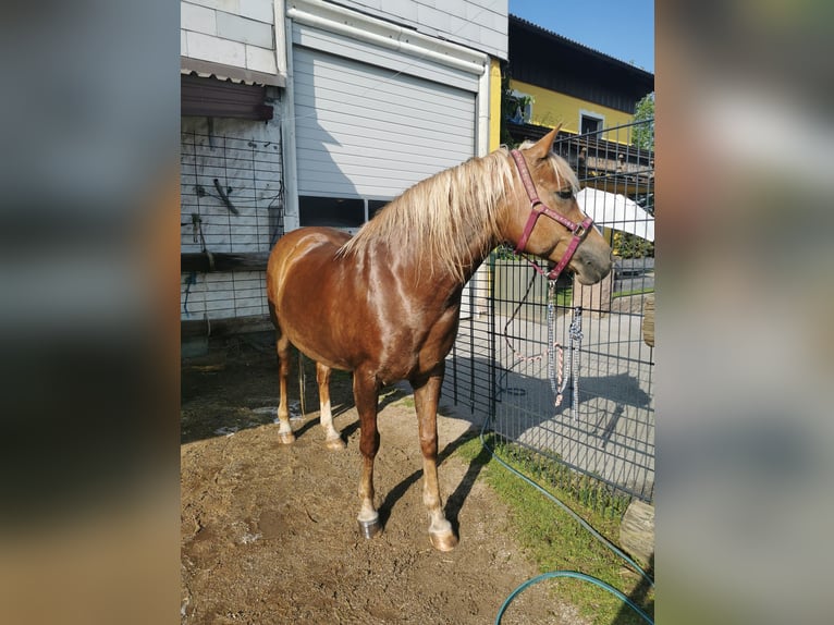 Haflinger Croisé Jument 15 Ans 150 cm Alezan brûlé in Obertrum am See