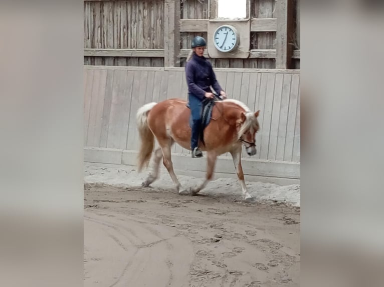 Haflinger Jument 15 Ans 150 cm Alezan in Rheinm&#xFC;nster