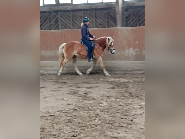 Haflinger Jument 15 Ans 150 cm Alezan in Rheinm&#xFC;nster