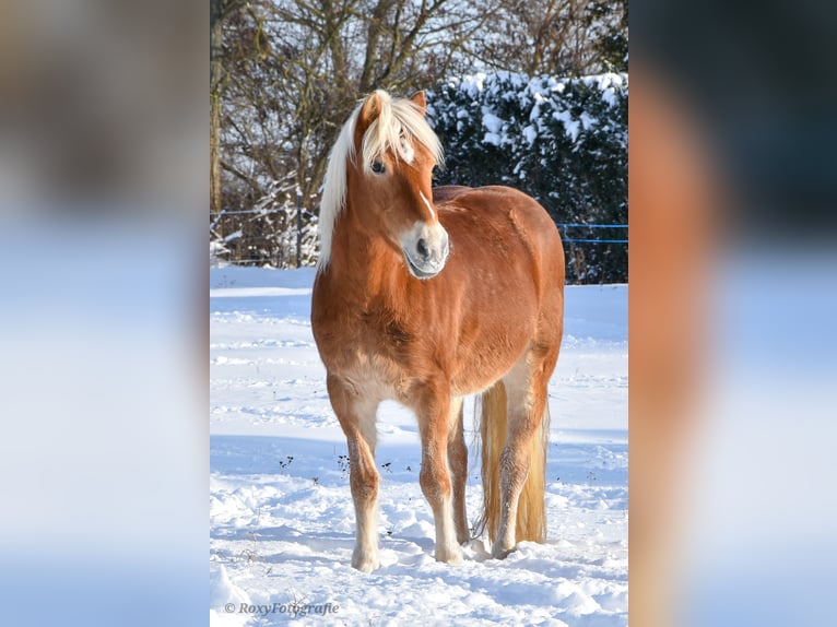 Haflinger Jument 15 Ans 152 cm Alezan in Falkenberg/Elster