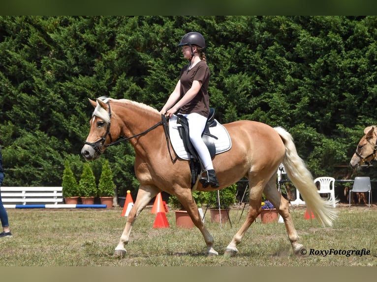Haflinger Jument 15 Ans 152 cm Alezan in Falkenberg/Elster