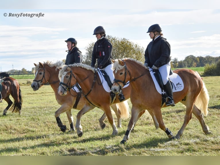 Haflinger Jument 15 Ans 152 cm Alezan in Falkenberg/Elster