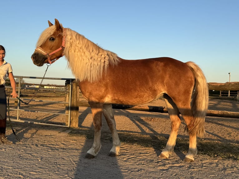 Haflinger Jument 15 Ans 152 cm in Grevenbroich