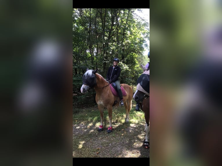 Haflinger Croisé Jument 15 Ans 152 cm  in Einhausen