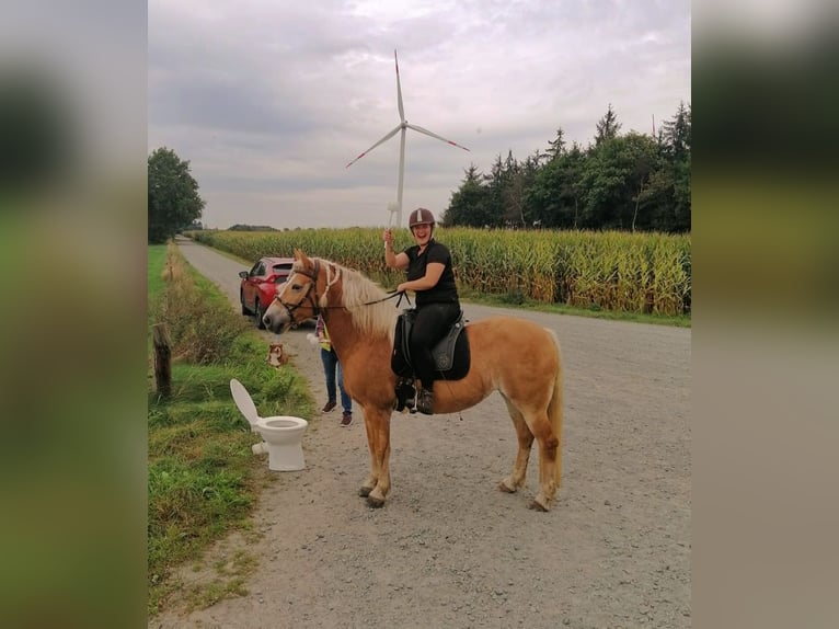 Haflinger Jument 15 Ans 153 cm Alezan in Achim