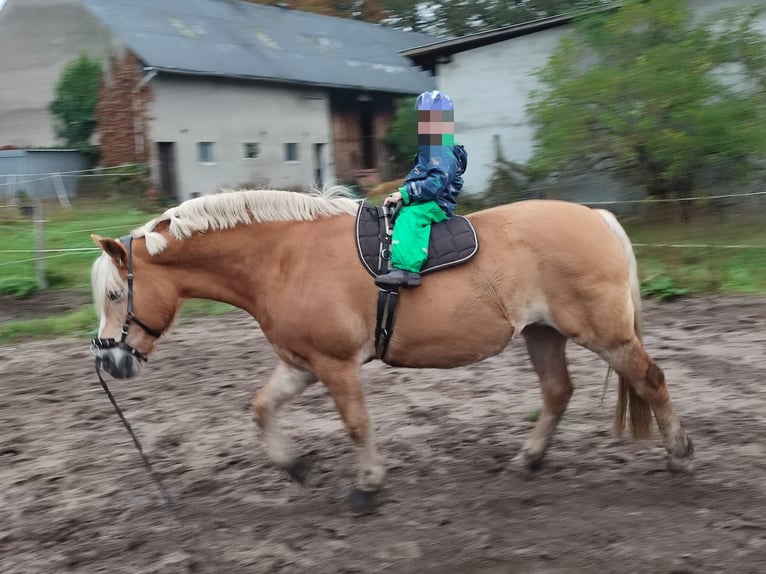 Haflinger Jument 15 Ans 153 cm Alezan in Achim