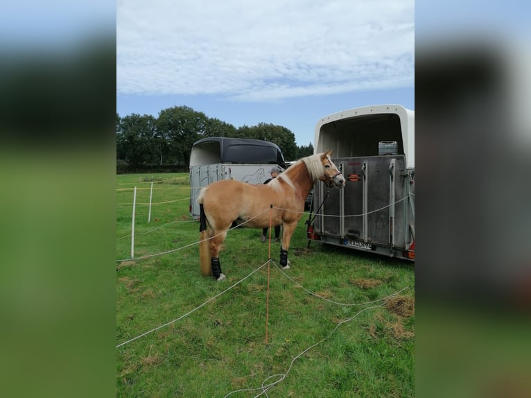 Haflinger Jument 15 Ans 153 cm Alezan in Achim