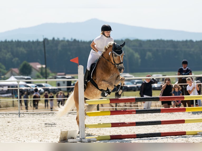 Haflinger Jument 15 Ans 154 cm Alezan in Cham