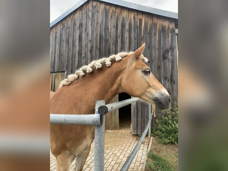 Haflinger Jument 15 Ans 154 cm Alezan in Cham