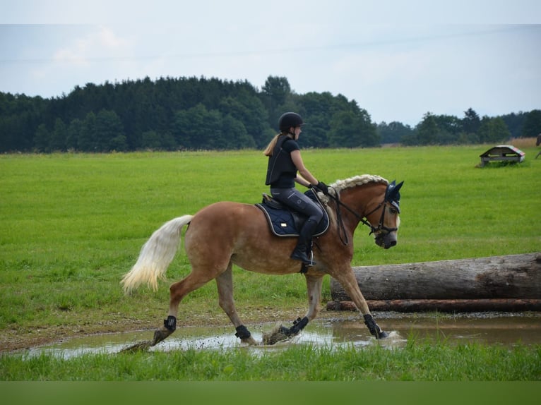 Haflinger Jument 15 Ans 154 cm Alezan in Cham