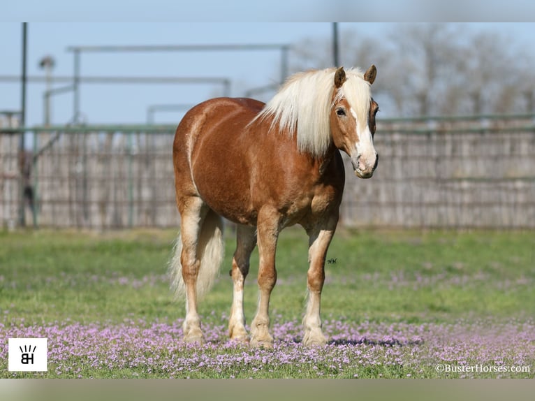 Haflinger Jument 15 Ans Alezan cuivré in Weatherford TX