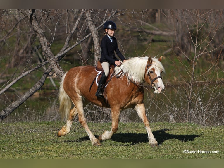 Haflinger Jument 15 Ans Alezan cuivré in Weatherford TX