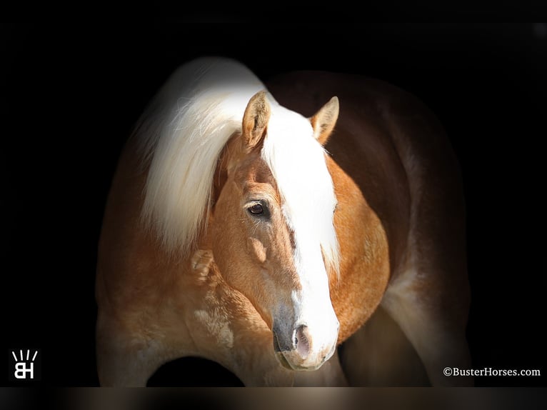 Haflinger Jument 15 Ans Alezan cuivré in Weatherford TX