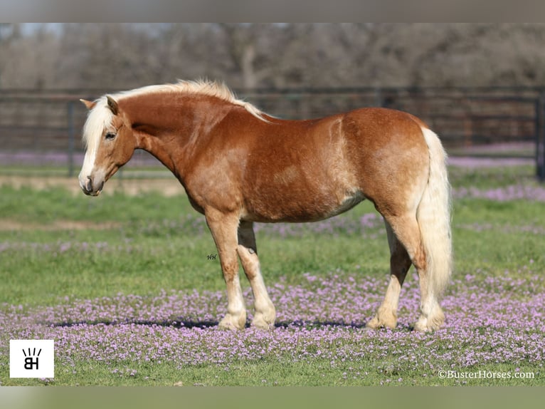 Haflinger Jument 15 Ans Alezan cuivré in Weatherford TX