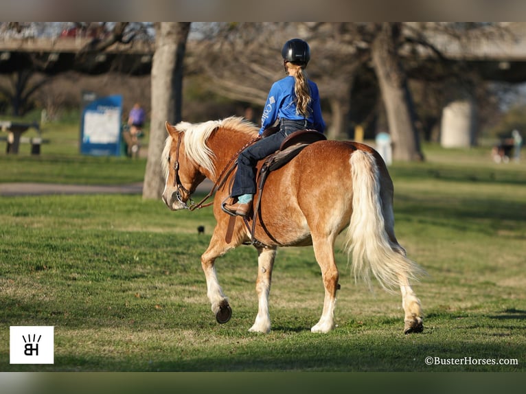 Haflinger Jument 15 Ans Alezan cuivré in Weatherford TX