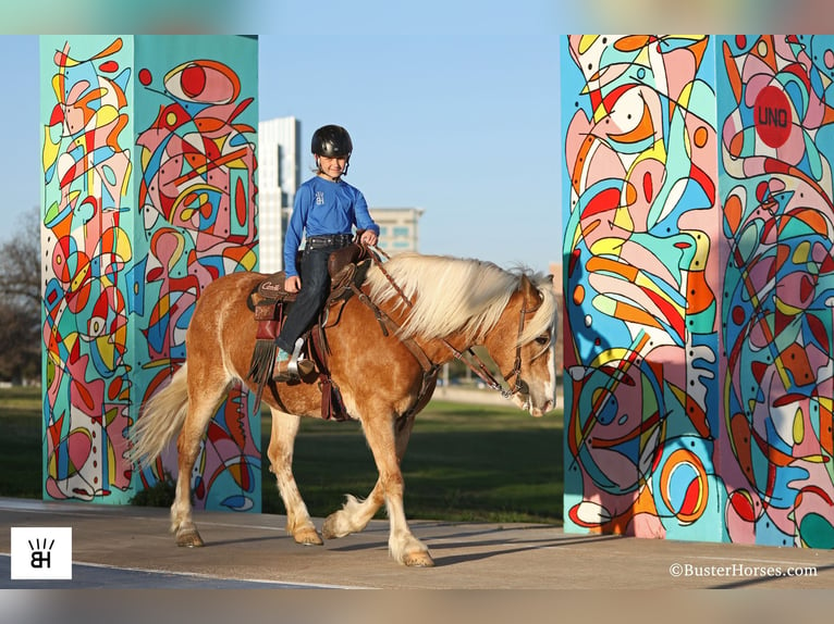 Haflinger Jument 15 Ans Alezan cuivré in Weatherford TX