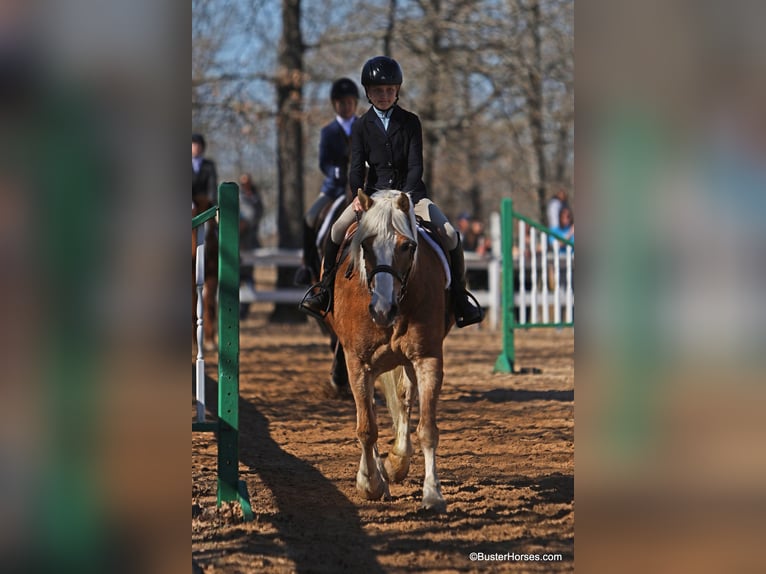 Haflinger Jument 15 Ans Alezan cuivré in Weatherford TX