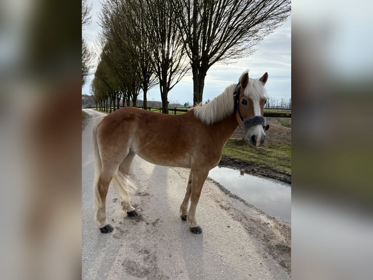 Haflinger Jument 16 Ans 138 cm Alezan in Melle