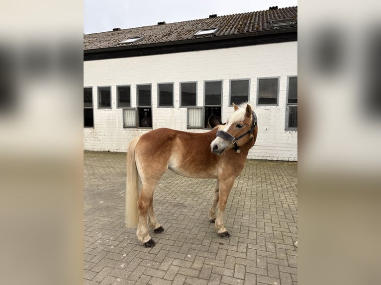 Haflinger Jument 16 Ans 138 cm Alezan in Melle
