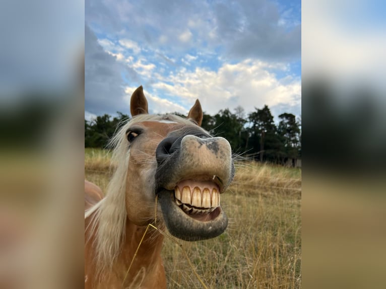 Haflinger Jument 16 Ans 143 cm  in Vöhl