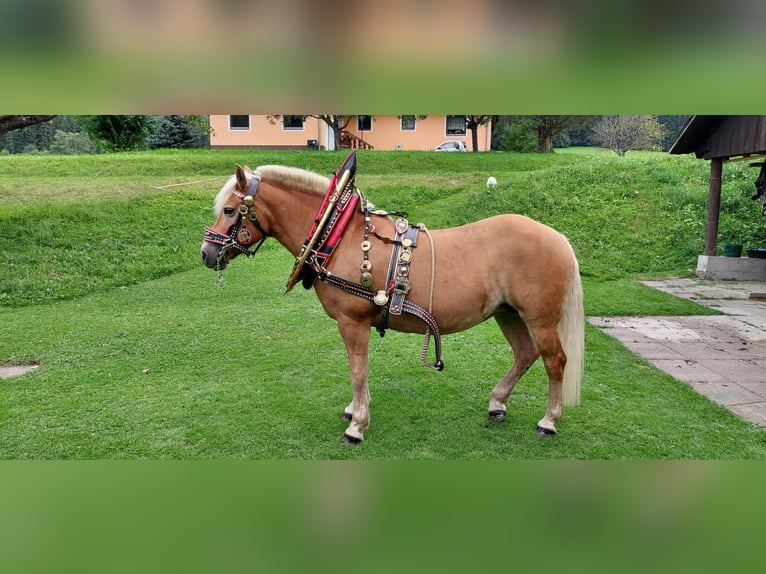 Haflinger Jument 16 Ans 147 cm Alezan in Friesach