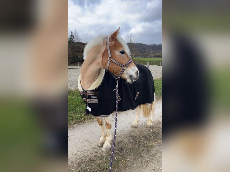Haflinger Jument 16 Ans 147 cm Alezan in Volkertshausen
