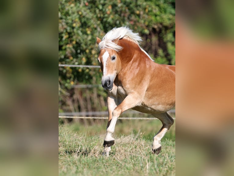 Haflinger Jument 16 Ans 147 cm Alezan in Volkertshausen