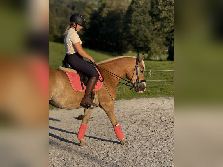 Haflinger Jument 16 Ans 147 cm Palomino in Kitzbühel
